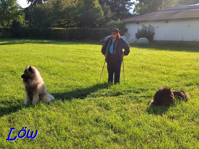 17.9.2021 - Dwix und Howie auf der Herbstwiese